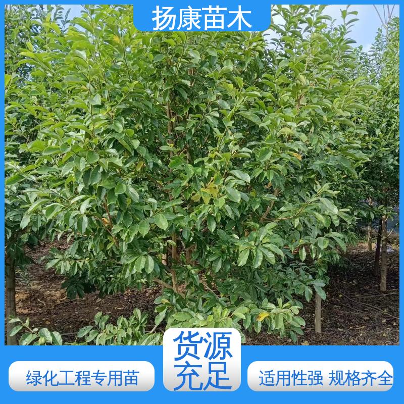 扬康苗木 精品乐 昌含笑 园林绿化专用树 观赏价值高