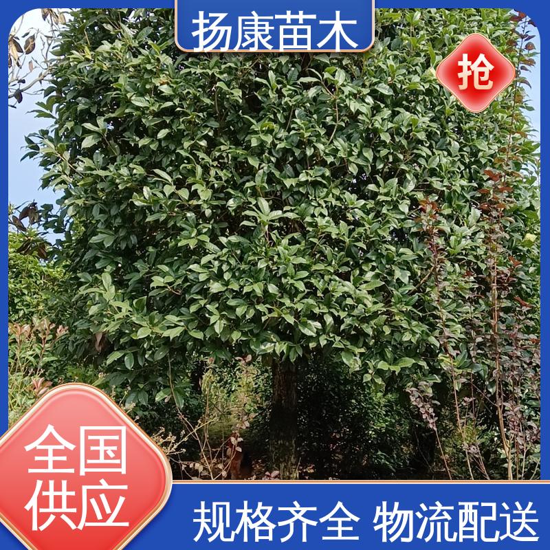 扬康苗木 香樟批发 城市景观绿化树 造型优美 易成活