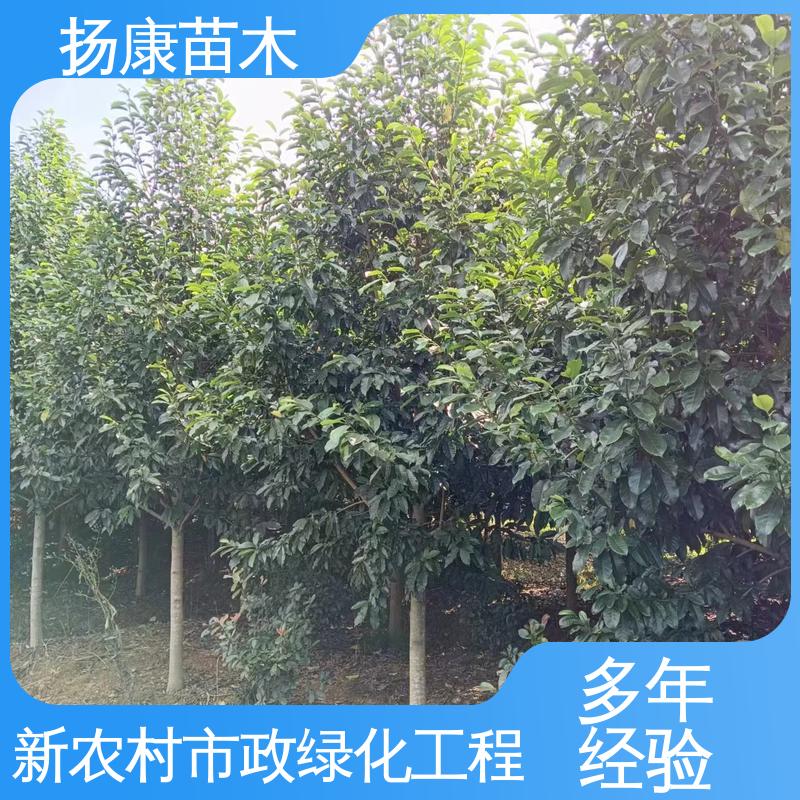 扬康苗木 浙 江乐 昌含笑 道路绿化行道苗 高成活率 规格齐全