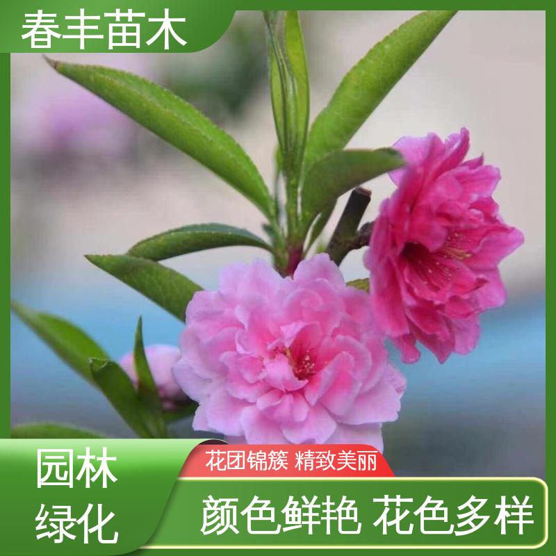 春丰苗木 绿花桃30元批发 园林庭院造景植物 成活率高 适应性强
