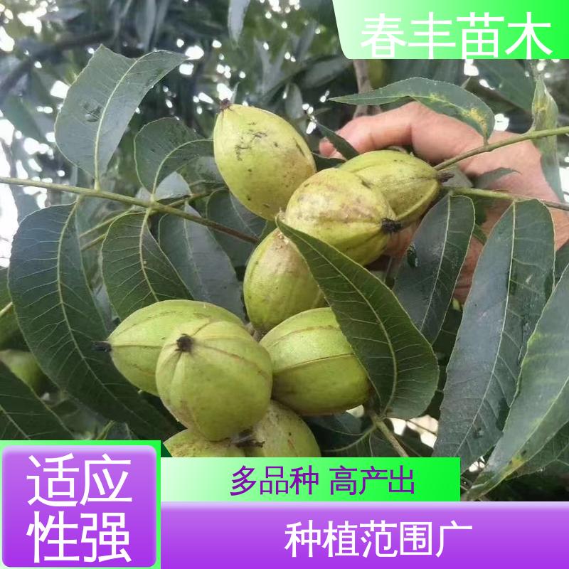春丰苗木 基地现挖 核桃实生苗3元一棵 品种纯正 成活率高 适应性强