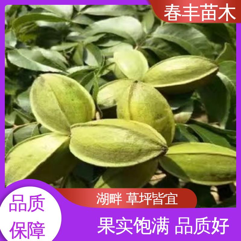 春丰苗木 美国山核桃原生苗2元批零销售 多品种 规格齐全 物流配送