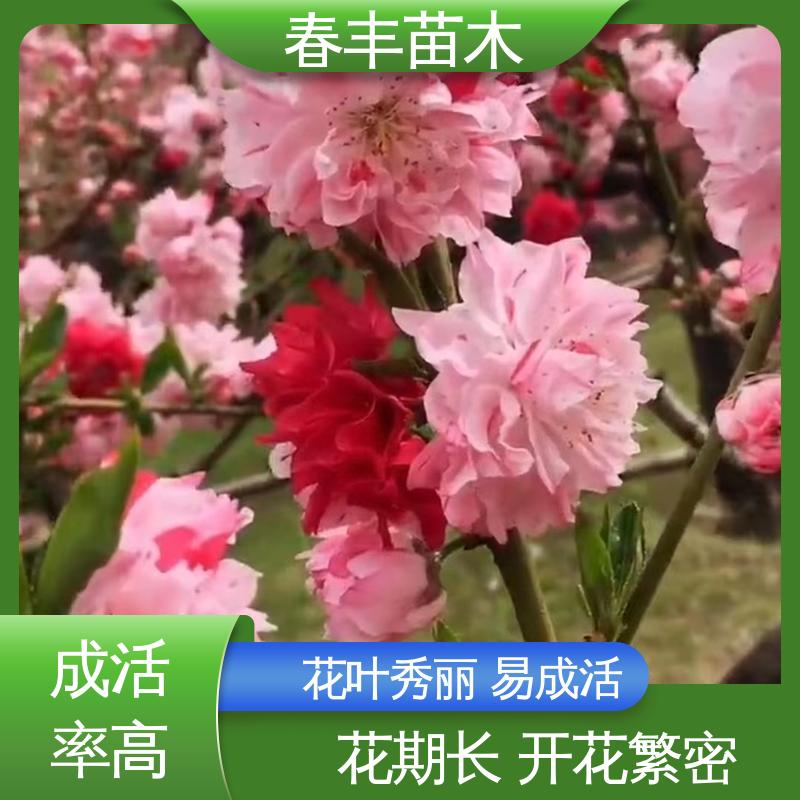 春丰苗木 基地现挖 粉花山碧桃40元一棵 庭院别墅造景树 花瓣多 花朵大 
