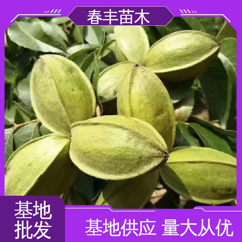 春丰苗木 基地现挖 嫁接美国山核桃树2元批发 盆栽地栽 效果佳