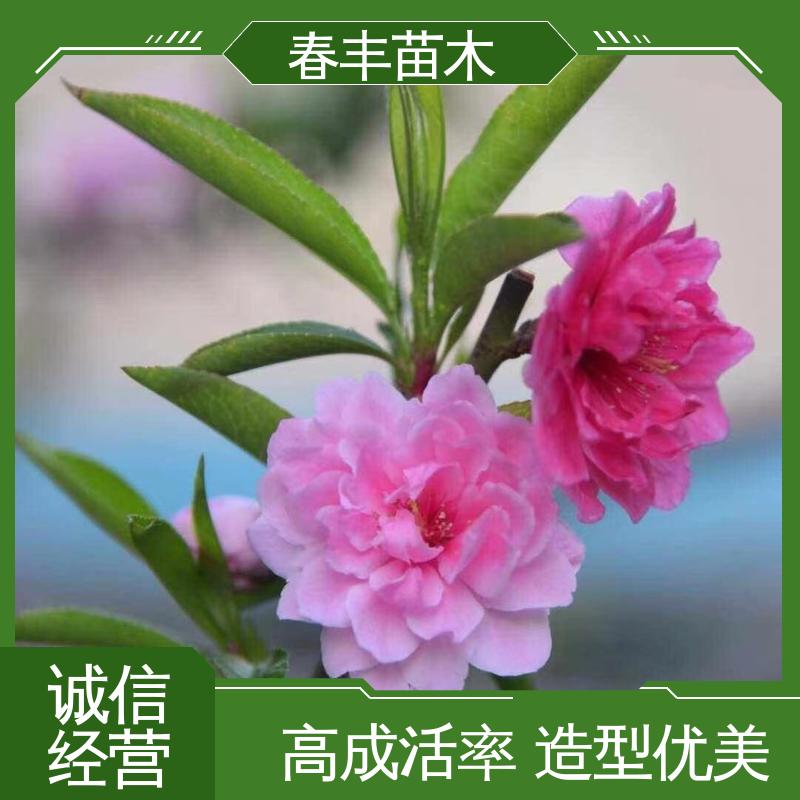 春丰苗木 五色桃40元一棵 庭院小区绿化造景树 花瓣多 花朵大 