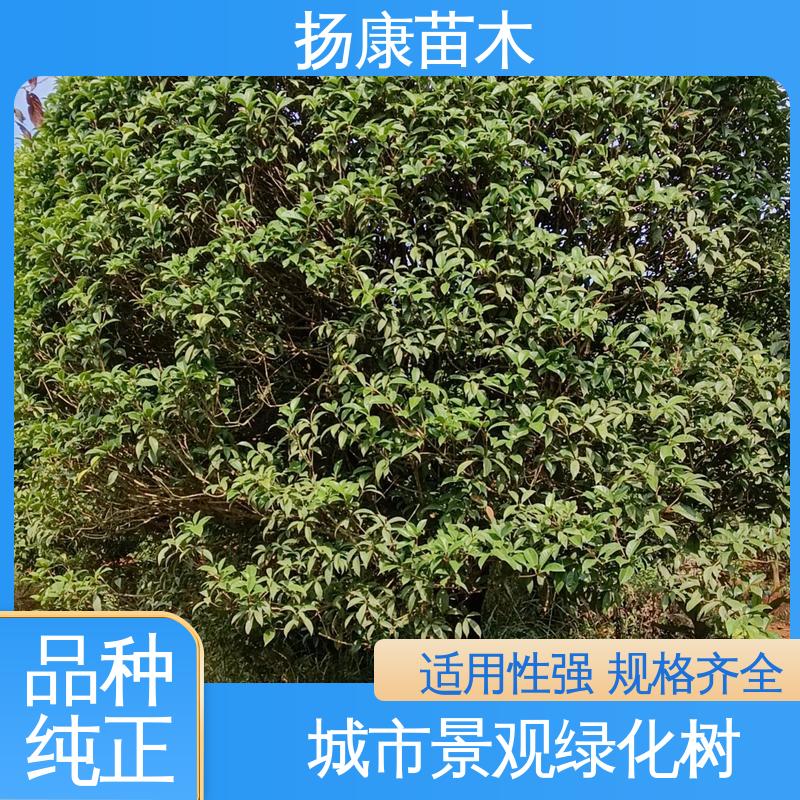 扬康苗木 基地供应 精品乐 昌含笑 庭院小区绿化造景树 造型优美 易成活