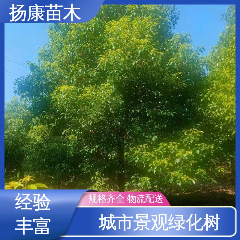 扬康苗木 基地供应 香樟批发 园林庭院造景植物 适用性强 规格齐全