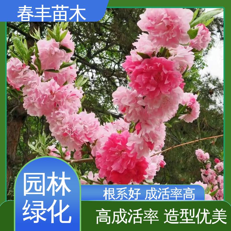 春丰苗木 盆栽桃树2元一棵 公园景区装饰绿植 花瓣多 花朵大 效果佳