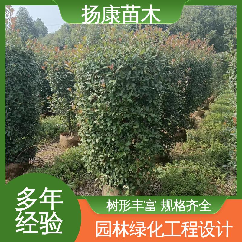 扬康苗木 红叶南栓 道路绿化行道苗 观赏价值高