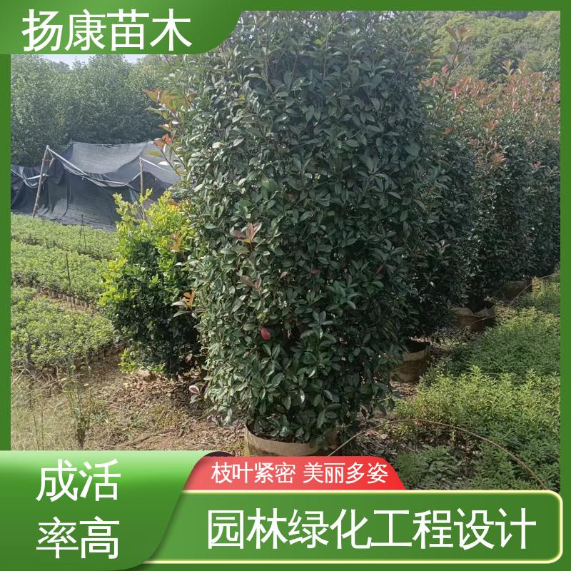 扬康苗木 红叶石楠球 园林绿化工程设计 造型优美 易成活