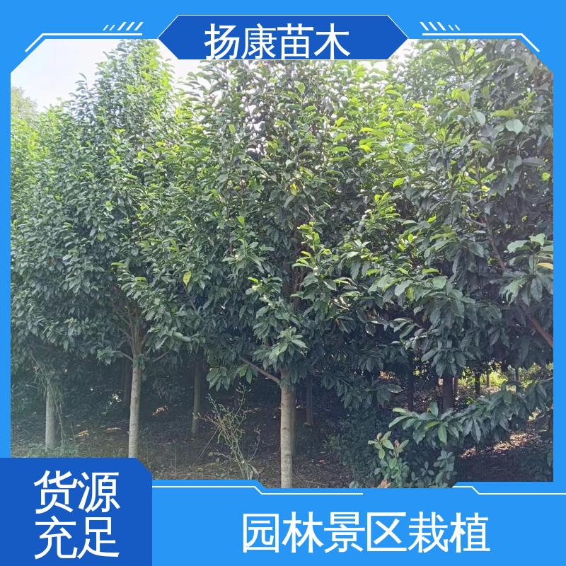 扬康苗木 乐 昌含笑苗 道路绿化行道苗 适用性强 规格齐全