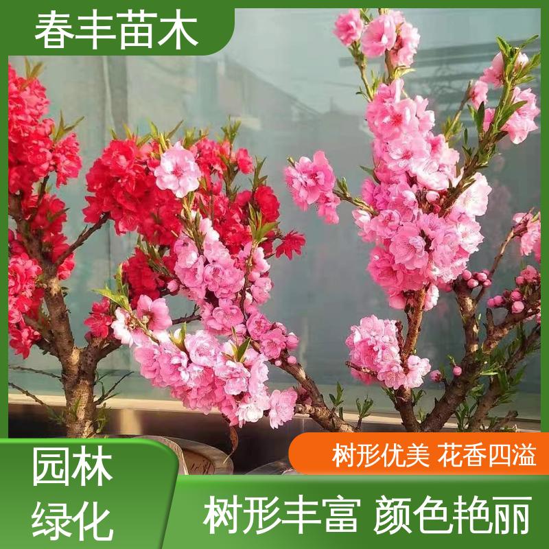 春丰苗木 基地供应 招手桃40元一棵 工程绿化 美化环境 花瓣多 花朵大 