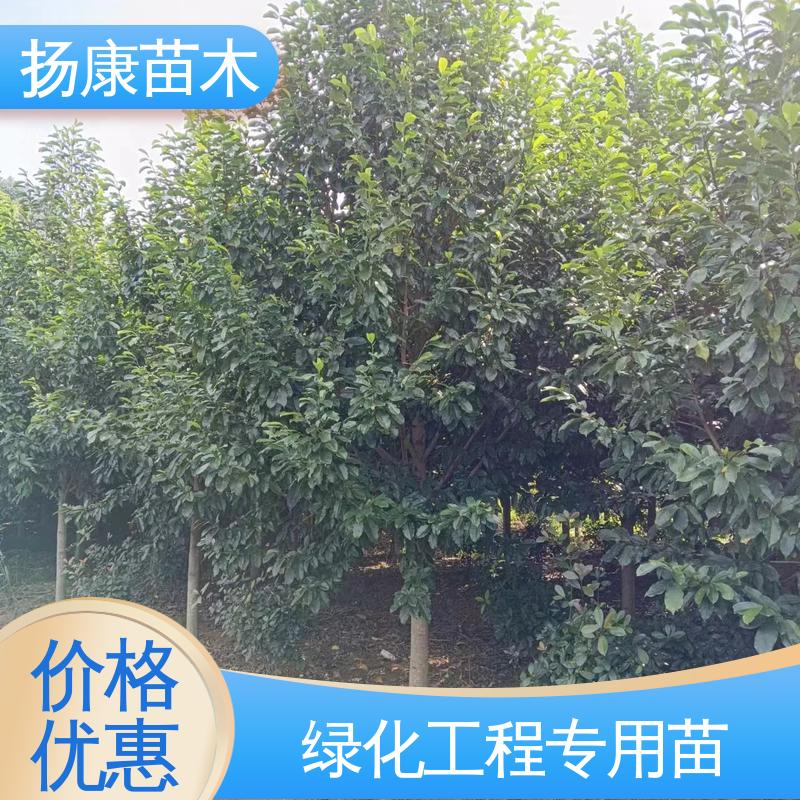 扬康苗木 精品乐 昌含笑 园林绿化专用树 高端大气美观