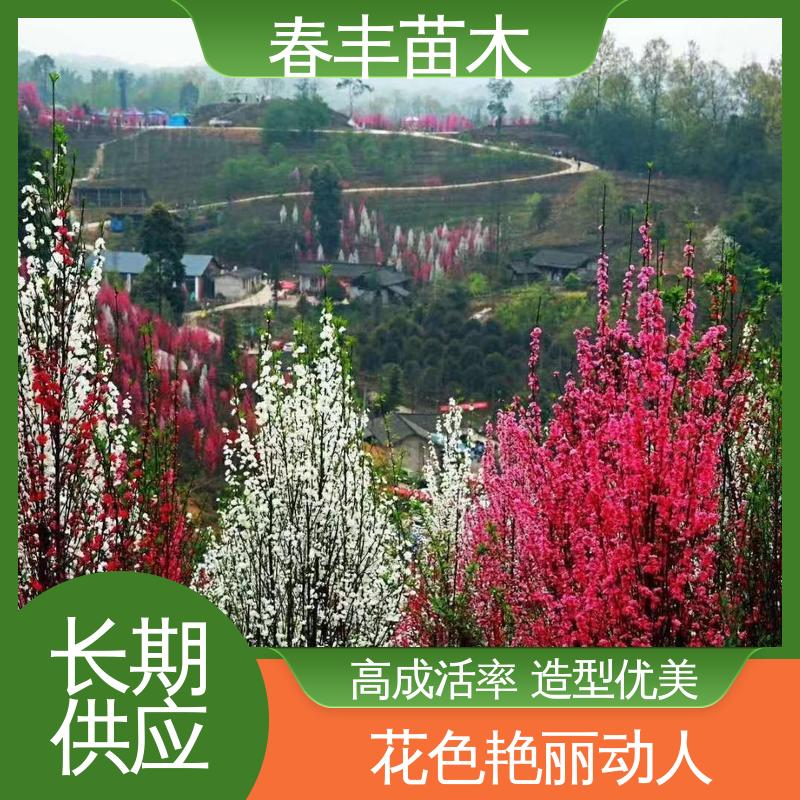 春丰苗木 红碧桃40元一棵 庭院小区绿化造景树 质量合格 一条龙培育