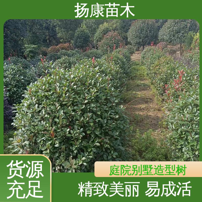 扬康苗木 红叶石楠 绿化工程行道树 树形丰富 成活率高