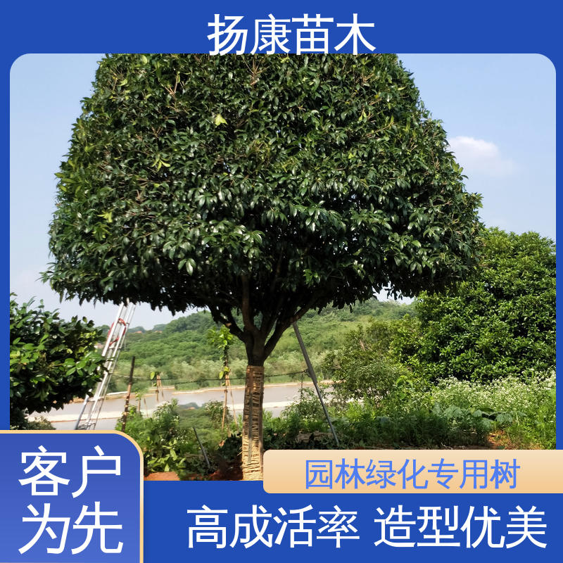 扬康苗木 丛生香樟树 园区道路绿化苗 高成活率 规格齐全