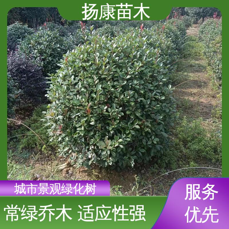扬康苗木 基地供应 红叶石楠树 绿化工程专用苗 树形丰富 成活率高