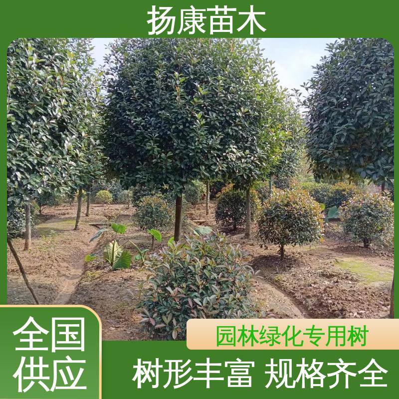 扬康苗木 红叶南栓 城市景观绿化树 观赏价值高