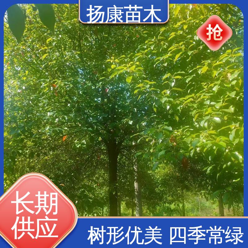 扬康苗木 丛生香樟树 绿化工程专用苗 枝叶紧密 美丽多姿