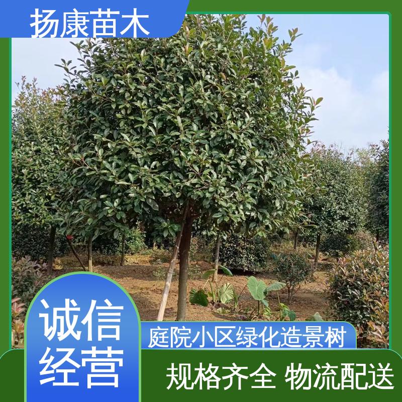 扬康苗木 基地供应 纸石楠球 园区道路绿化苗 枝叶紧密 美丽多姿