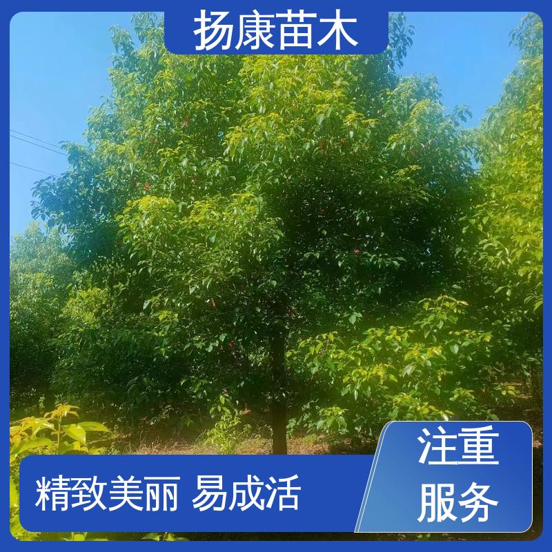 扬康苗木 全冠香樟 绿化工程专用苗 高成活率 规格齐全