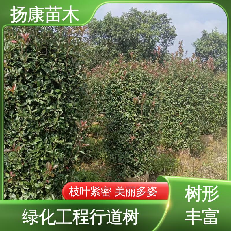 扬康苗木 基地供应 纸石楠球 绿化工程专用苗 观赏价值高