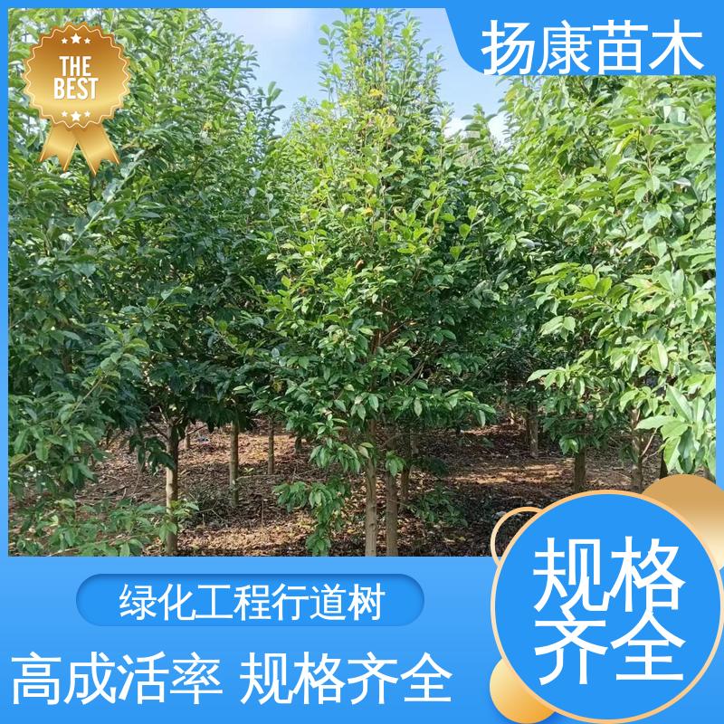 扬康苗木 四 川乐 昌含笑 园区道路绿化苗 高端大气美观