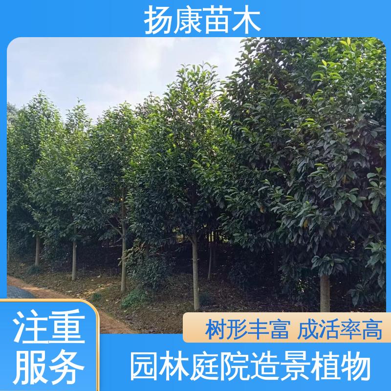 扬康苗木 精品乐 昌含笑 城市景观绿化树 高成活率 规格齐全
