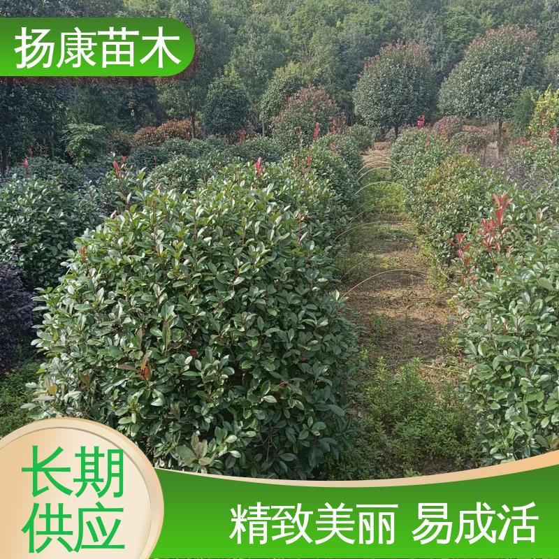 扬康苗木 基地供应 红叶石楠 园林绿化专用树 观赏价值高
