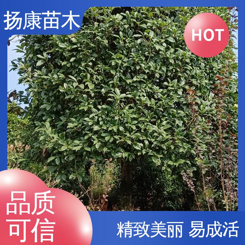 扬康苗木 基地供应 20公分香樟 庭院小区绿化造景树 造型优美 易成活