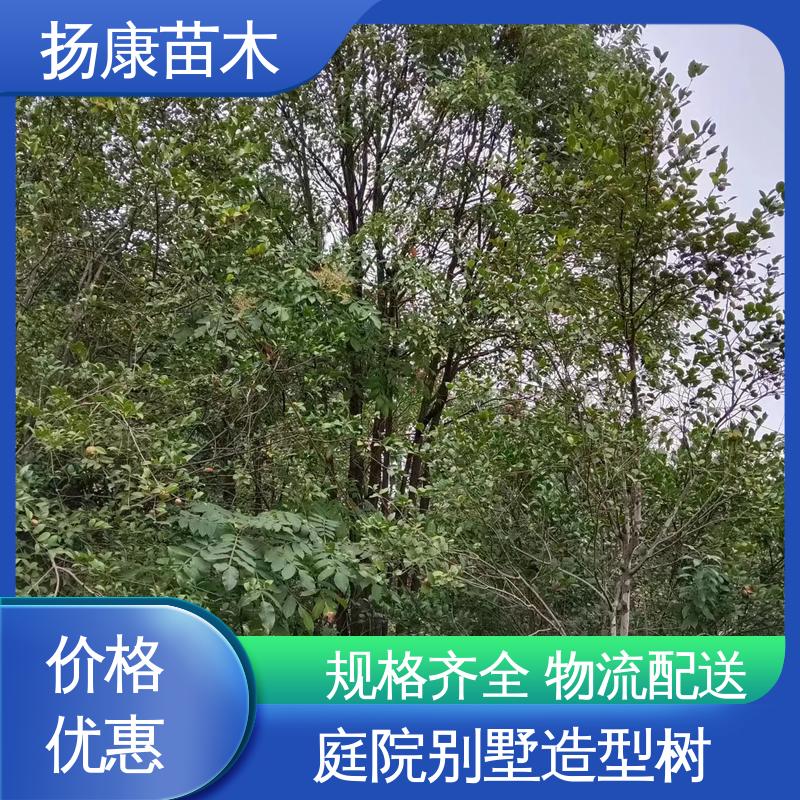 扬康苗木 基地供应 香樟批发 道路绿化行道苗 观赏价值高