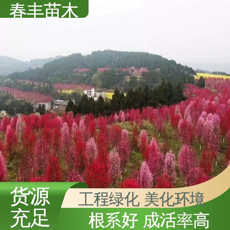 春丰苗木 基地现挖 二色桃30元打土球上车 移栽种植 高存活率
