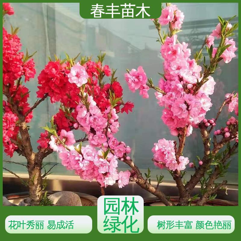 春丰苗木 基地供应 品虹桃树5-9公分 花瓣多 花朵大 