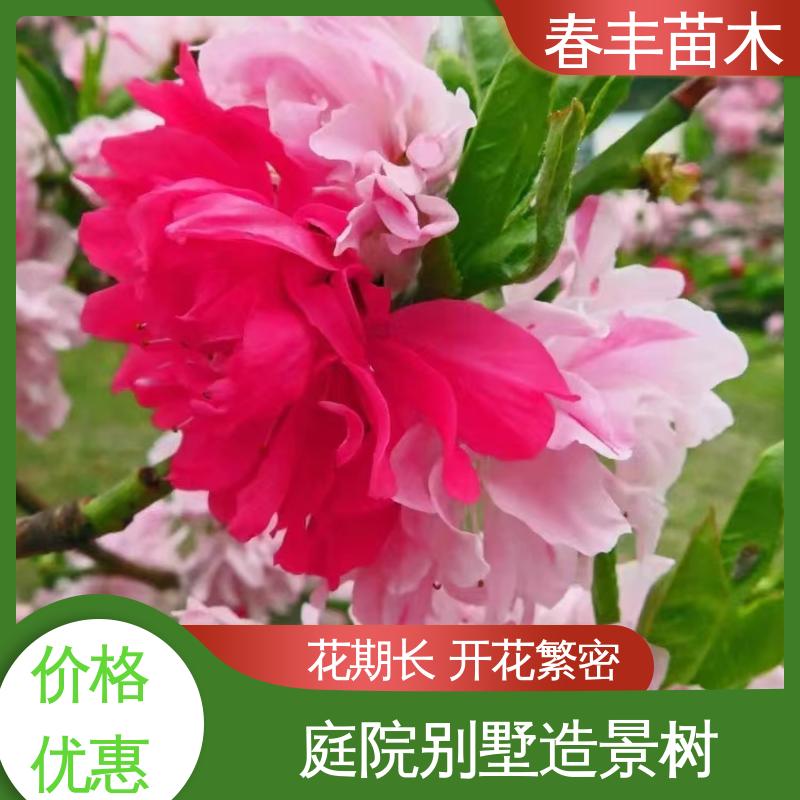 春丰苗木 基地现挖 五宝桃40元装车 花色艳丽动人