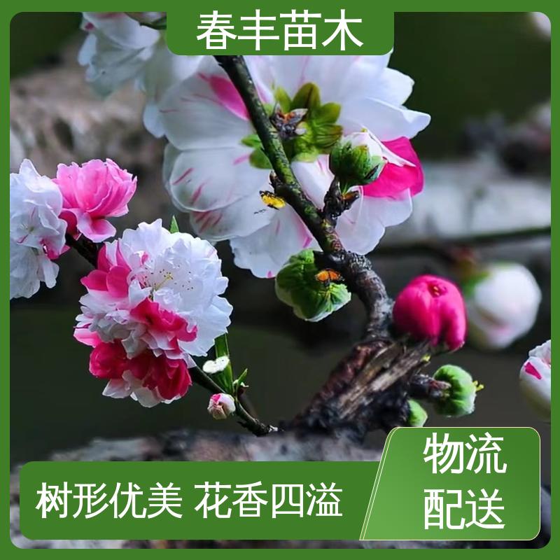 春丰苗木 基地供应 洒金碧桃6-8公分 颜色鲜艳 花色多样