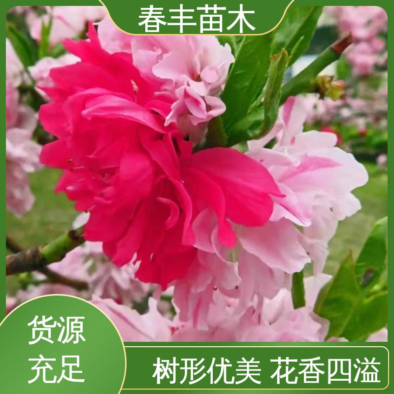 春丰苗木 基地供应 鸳鸯碧桃30元打土球上车 颜色鲜艳 花色多样