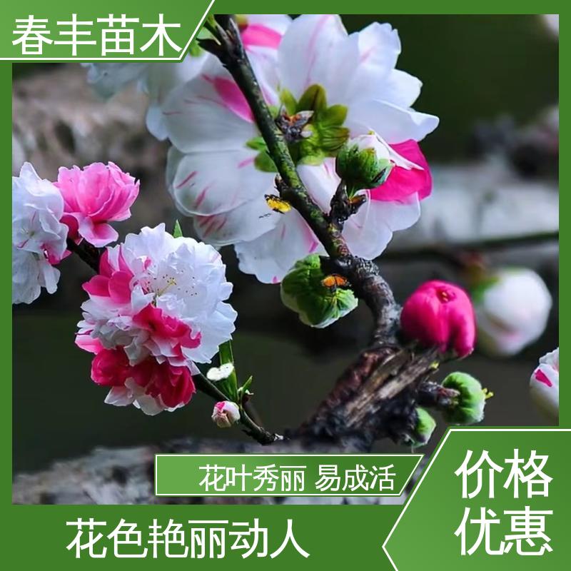 春丰苗木 基地现挖 簪粉50元上车价 质量合格 一条龙培育