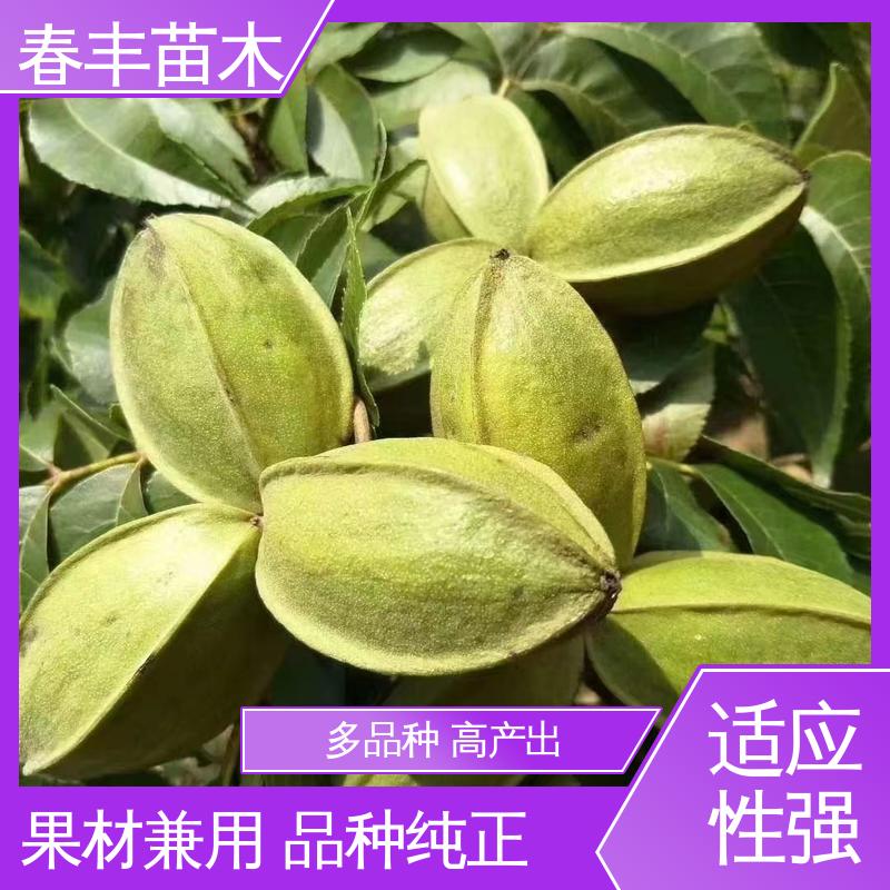 春丰苗木 碧根果苗基地生产 果实含油量高 根系发达 耐水湿