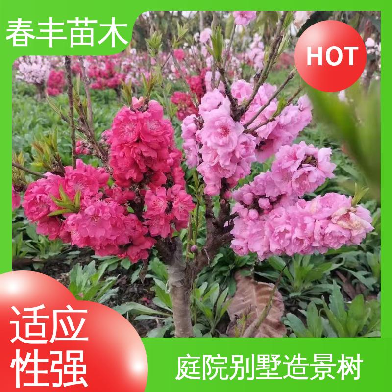 春丰苗木 找桃树苗零售 园林庭院造景植物 花瓣多 花朵大 效果佳