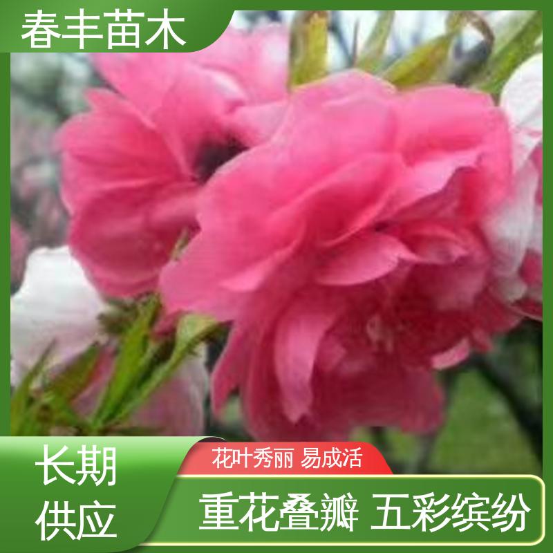 春丰苗木 基地供应 垂枝花桃6-8公分 重花叠瓣 效果佳