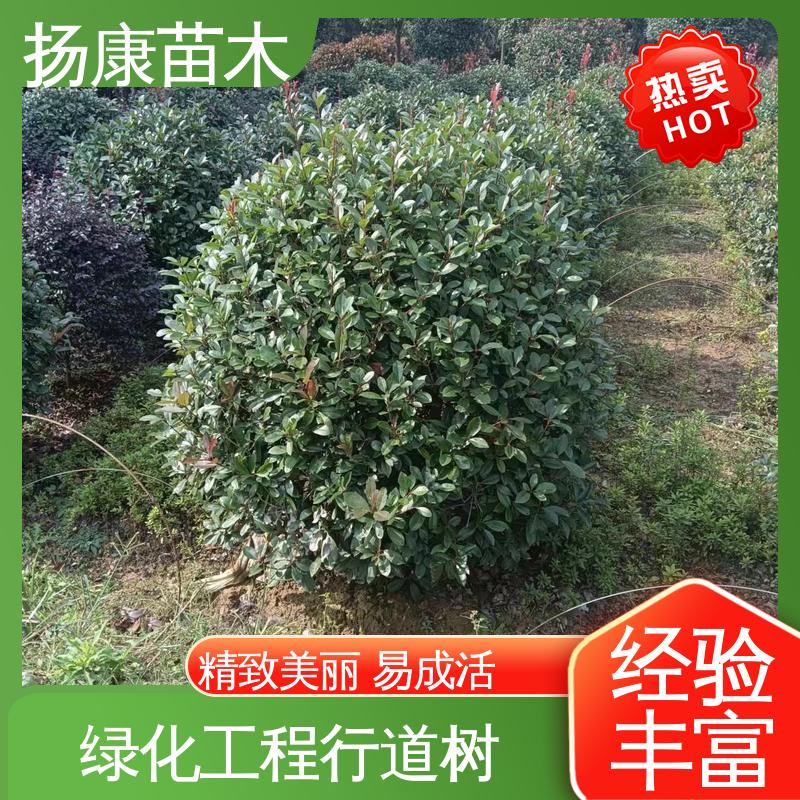扬康苗木 小楠 绿化工程改造苗 适用性强 规格齐全