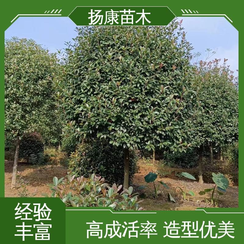 扬康苗木 红叶南栓 城市景观绿化树 高成活率 规格齐全