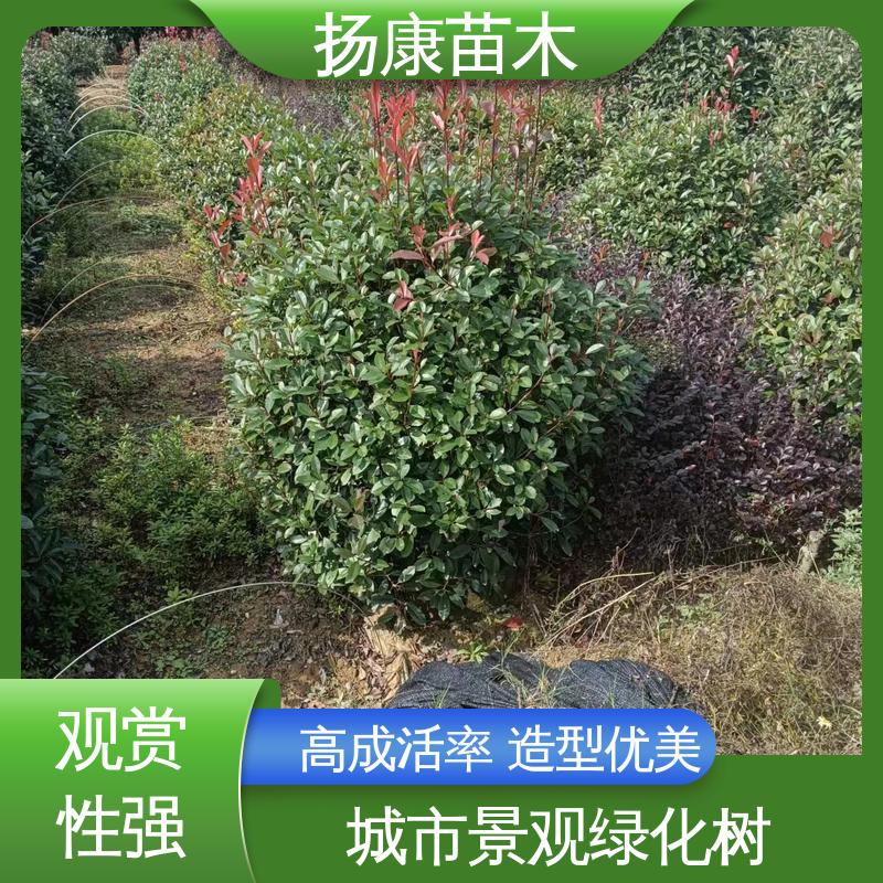 扬康苗木 基地供应 纸石楠球 园区道路绿化苗 精致美丽 易成活