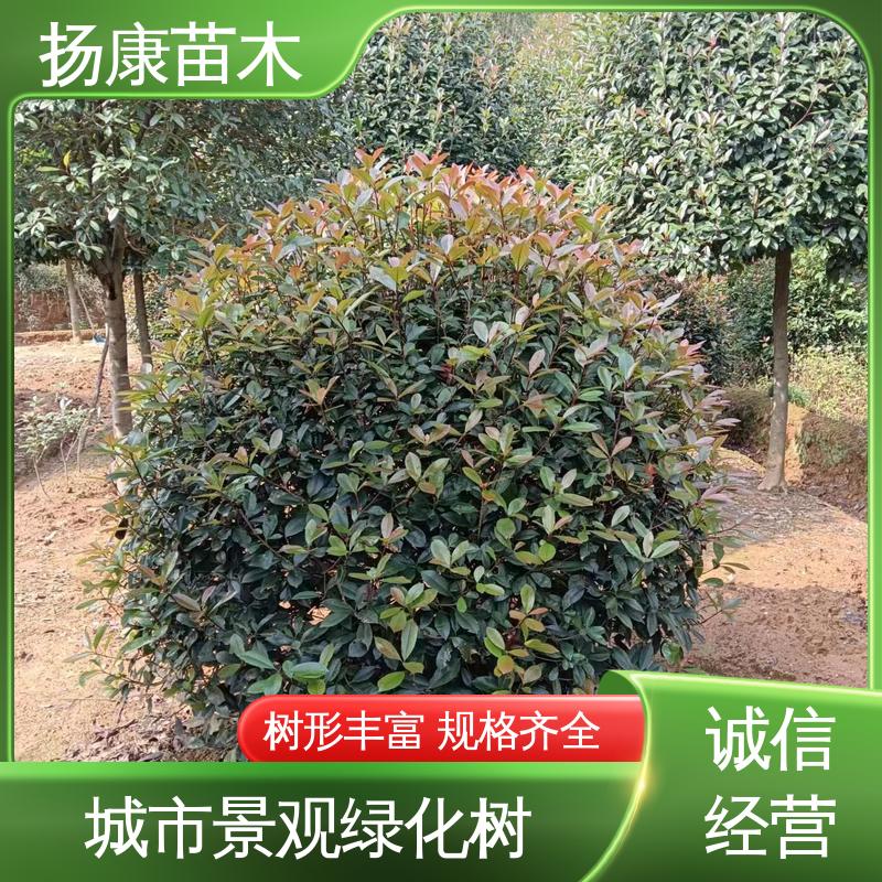 扬康苗木 基地供应 小楠 绿化工程专用苗 造型优美 易成活