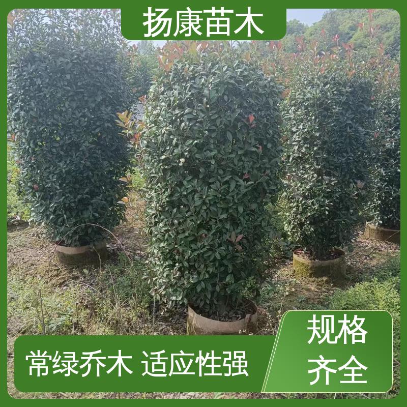 扬康苗木 基地供应 红叶石楠树 绿化工程专用苗 高端大气美观