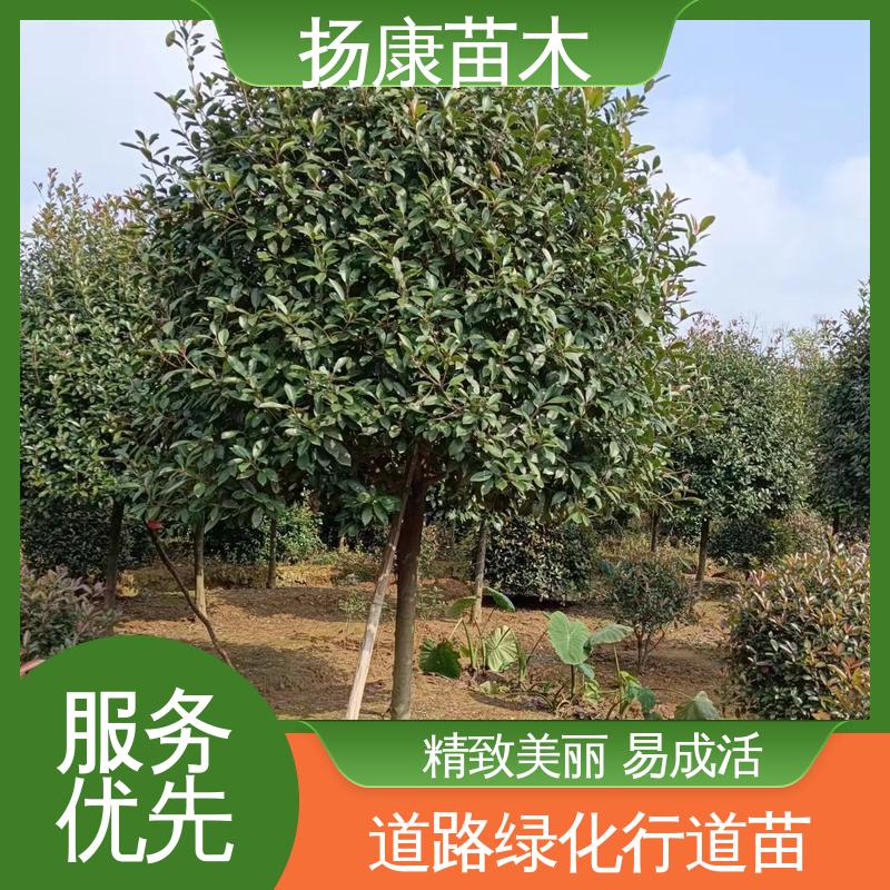 扬康苗木 基地供应 红叶石楠球 庭院小区绿化造景树 精致美丽 易成活