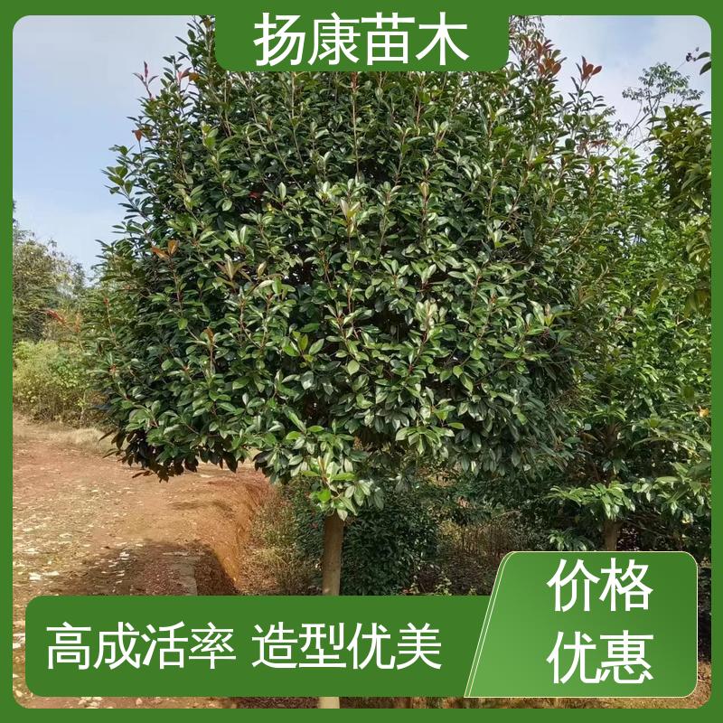 扬康苗木 小楠 园区道路绿化苗 精致美丽 易成活