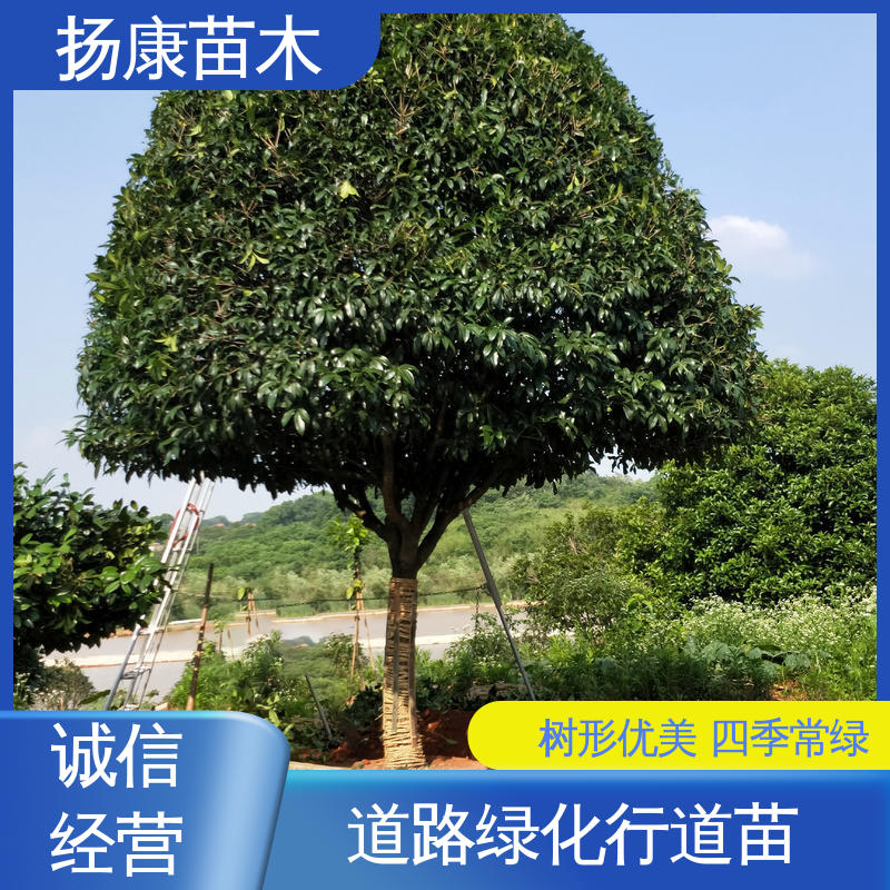 扬康苗木 基地供应 丛生香樟苗 园林绿化专用树 适用性强 规格齐全
