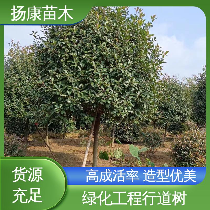 扬康苗木 红叶石楠球 园林绿化专用树 枝叶紧密 美丽多姿