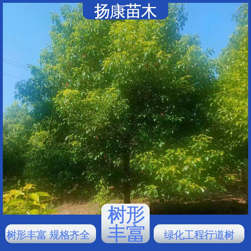 扬康苗木 18公分香樟 绿化工程专用苗 观赏价值高